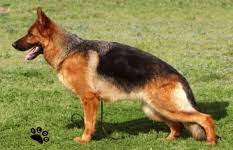 Fabia vom Agilolfinger